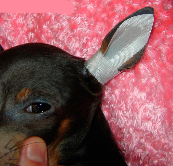 Kroz ovo malo ne-zapečaćeno područje, pseće uho će „disati“ i uvijek ćete vidjeti uho i moći ga čistiti ako je potrebno