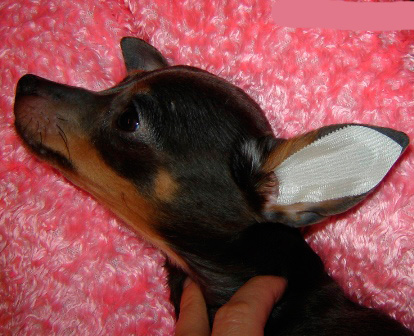 Kada su uši suhe, zalijepite dizajn u uho psa, kao što je prikazano na fotografiji, i pažljivo ga ugasite