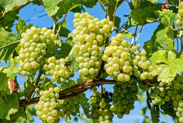 Правильная обрезка винограда - залог нормального роста и хорошего урожая