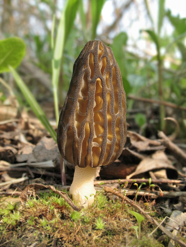 Капелюшок у сморчка, згідно з назвою конічна і ребриста