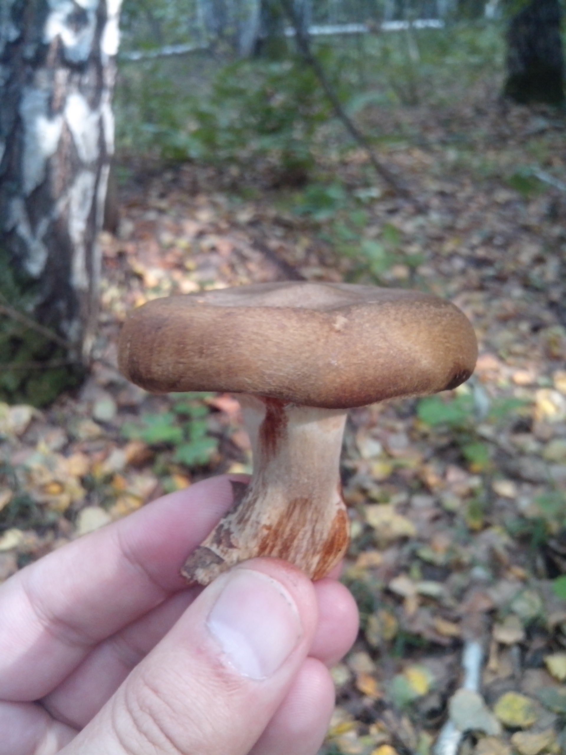 Буває двох різновидів - тонка і товста, що відрізняються тільки формою