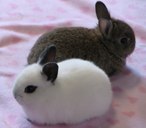 Короткошерстий карликовий кролик