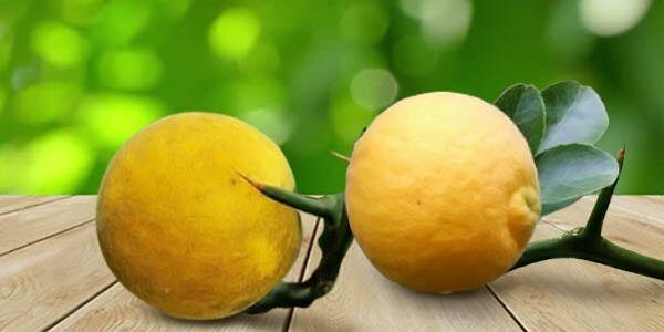 Понцірус або колючий лимон