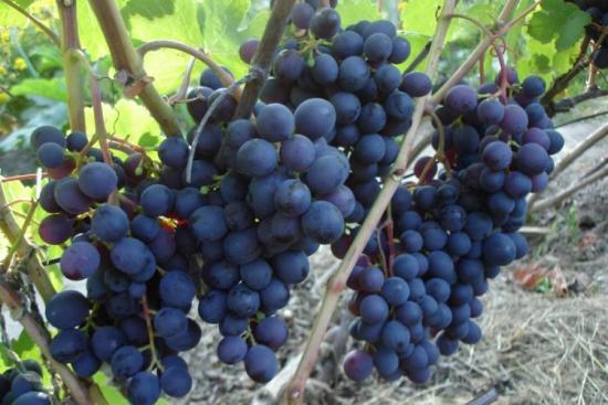 З одного гектара виноградників збирають 200-700 відер врожаю