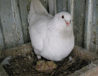 Через 11-16 днів після першого спарювання самка відкладає одне яйце, потім ще одне або два