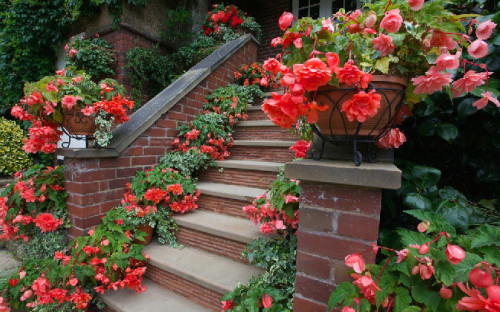 До речі, троянди не терплять сусідства з іншими рослинами, тому постарайтеся виділити для королеви квітки окреме місце