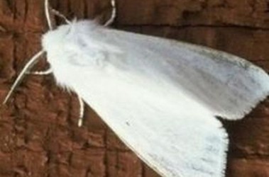 29 вересня 2010, 17:56 Переглядів:   У дев'яти районах Черкаської області, обласному центрі та у Смілі оголошено карантин через нашестя білого метелика