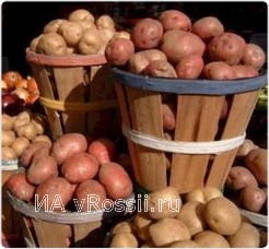 Сучасні городники знають, щоб отримати великий і якісний урожай картоплі, необхідно грамотно підібрати насіннєвий матеріал
