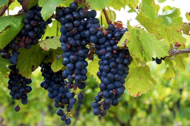 Новачкам дуже часто здається, що вирощування винограду досить просте і не вимагає особливих навичок в галузі сільського господарства заняття