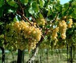 Про заготівлю винограду розповість наша стаття