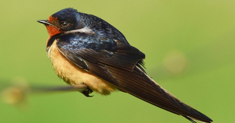 Широкий розріз рота дозволяє цього птаха харчуватися прямо на льоту