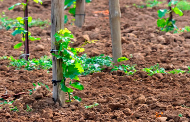 Для забезпечення стабільного розвитку і повноцінного росту винограду потрібно багато поживних речовин