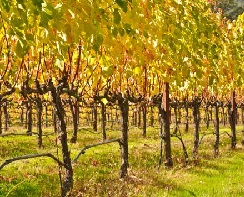 При укривной культурі винограду обрізку проводять зазвичай пізно восени перед його укриттям головним чином тому, що обрізані лози легше вкривати