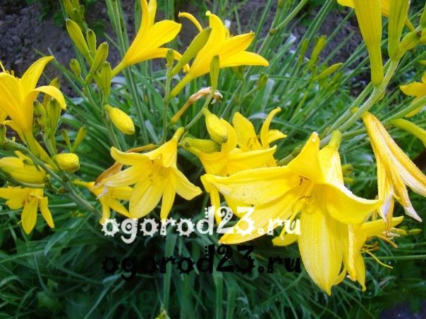 Це високе (до 1,2 м), рясно квітуча рослина з численними витонченими приємно пахнуть квіточками лимонно-жовтого кольору