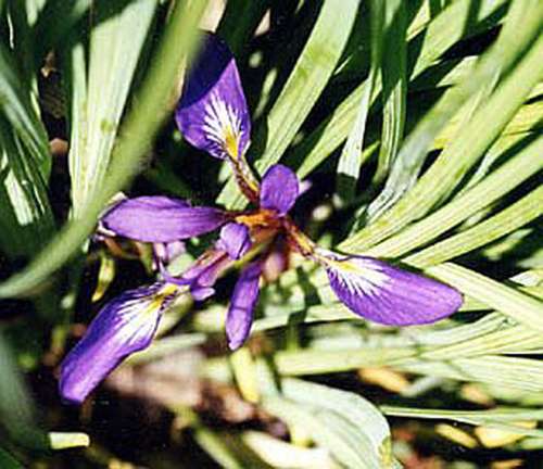 Ірис Людвіга (Iris ludwigii)