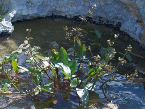 Зіркоплідник Частуховие (Damaceium alisma)