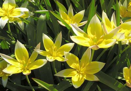 Тюльпан пізній (Tulipa tarda)