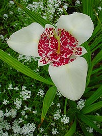 Красиве рослина 25-70 см заввишки