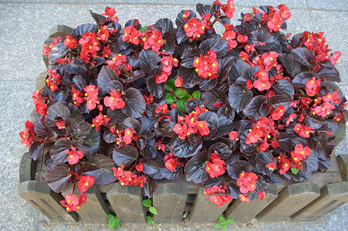 Бегонія всегдацветущая, або бегонія вечноцветущая, (Begonia semperflorens) - одне із самих невибагливих квітучих рослин, які люблять ландшафтні дизайнери та квітникарі-аматори