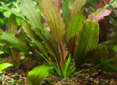 Крім того, при великому скупченні в акваріумі рослини втрачають свої декоративні якості, а спостереження за акваріумними мешканцями ускладнюється