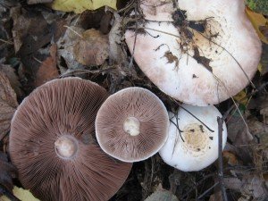 У вересні-жовтні в змішаних лісах, часто біля мурашиних куп, на грунті зустрічається печериця лісової або Благуші - гриб, злегка схожий на зменшений варіант гриба-парасольки строкатого (про нього піде мова нижче)