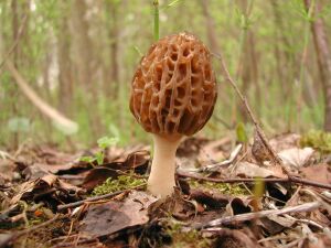 Цей весняний гриб починає з'являтися в наших краях в середині травня, і плодоносить до початку червня