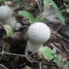 Молодий гриб покритий білою оболонкою, на якій розташовано безліч пірамідальних бородавочек, які досить швидко опадають, залишаючи на оболонці сітчастий візерунок