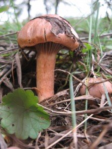 Їстівний гриб, є кілька різновидів - мокруха ялинова, мокруха пурпурна і мокруха плямиста, дуже схожі між собою