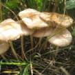 Лугові опеньки - ранні гриби, вискакують вже на початку червня, і триматися до самої пізньої осені