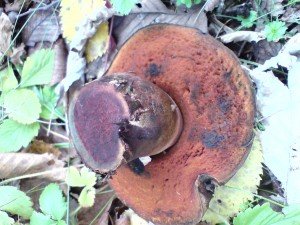 Великий гриб, формою капелюшки і ніжки нагадує білий гриб