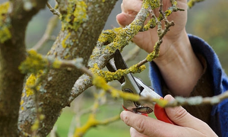 Догляд за деревами: зачистка стовбурів від наростів моху і лишайника