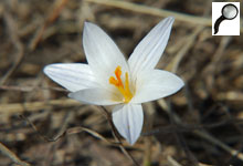 Шафран сітчастий, мабуть, самий перша весняна квітка внаших краях