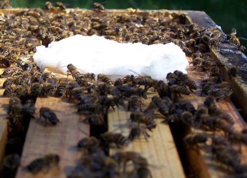 Бджоли з його допомогою звільняються від накопичених калових мас в кишечнику і набираються сил для подальшої роботи