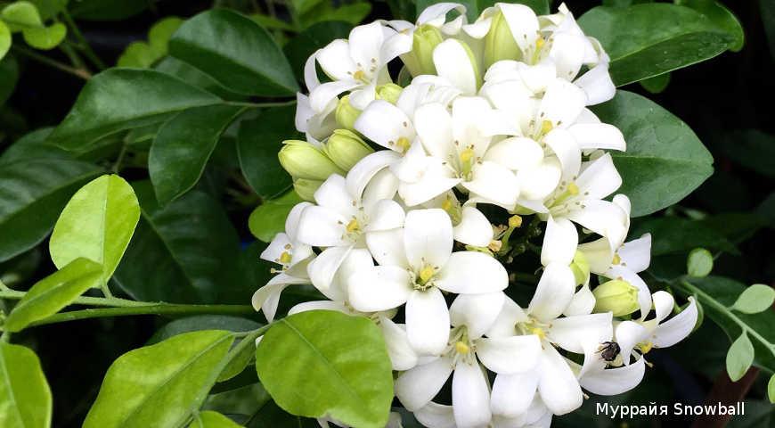paniculata) Snowball - великі білі ароматні квітки зібрані в кулясті суцвіття