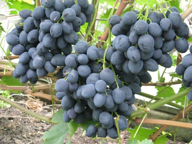 Однак, всі ці недоліки не порівняти з пишністю смакових якостей винограду Сфінкс