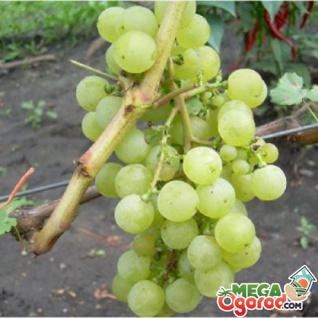 Опис сорту винограду Тукай