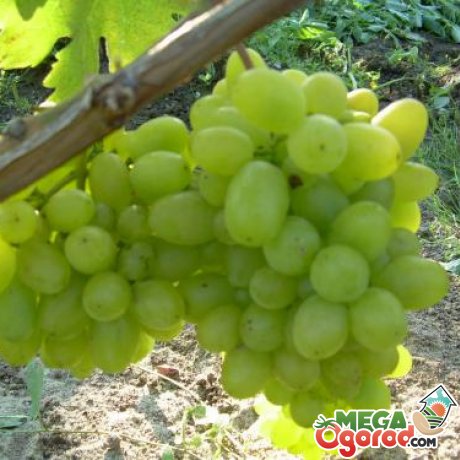 Інші популярні сорти столового винограду