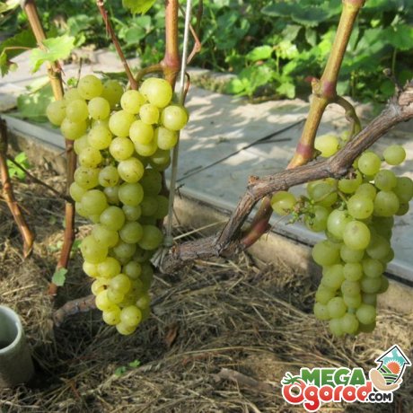 Догляд за виноградом Тукай
