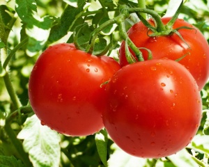 помідори   відносяться до городнім культурам, які припадають до смаку багатьом людям