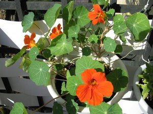 Форма квітки настурції нагадує капюшон монаха-капуцина, тому ця рослина ще називають капуцином