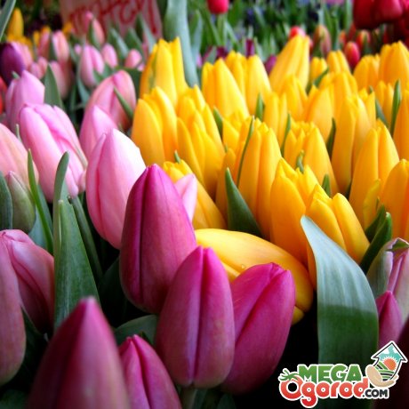 Тюльпани - кращі сорти для саду