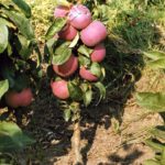 До речі, за результатами дослідів колоновидний сорт яблуні Валюта переданий в Білорусії на державне сортовипробування, як найбільш урожайний, смачний, зимовий сорт, імунний (ген Vf) до того ж до парші