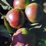 Випробовувалися колоноподібні сорти яблуні і в Краснодарському краї