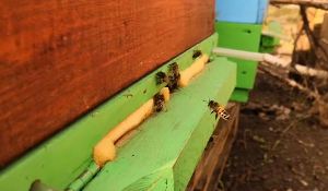 У районах середньої смуги зимівля бджіл добігає кінця