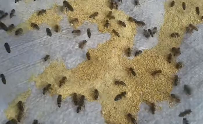 Підготовка профілактичної білкової підгодівлі для бджіл ранньою весною