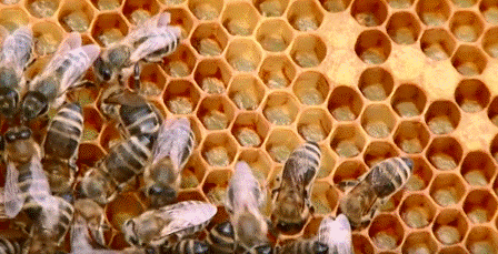Мене часто запитують, як можна наростити до головного медозбору бджолині сім'ї масою 8 кг і більше, про які я написав у своїй книзі «Все про бджіл і мед»